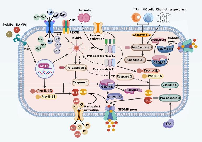 https://cdn.ncbi.nlm.nih.gov/pmc/blobs/6179/11996656/551c585010a2/fimmu-16-1556990-g001.jpg