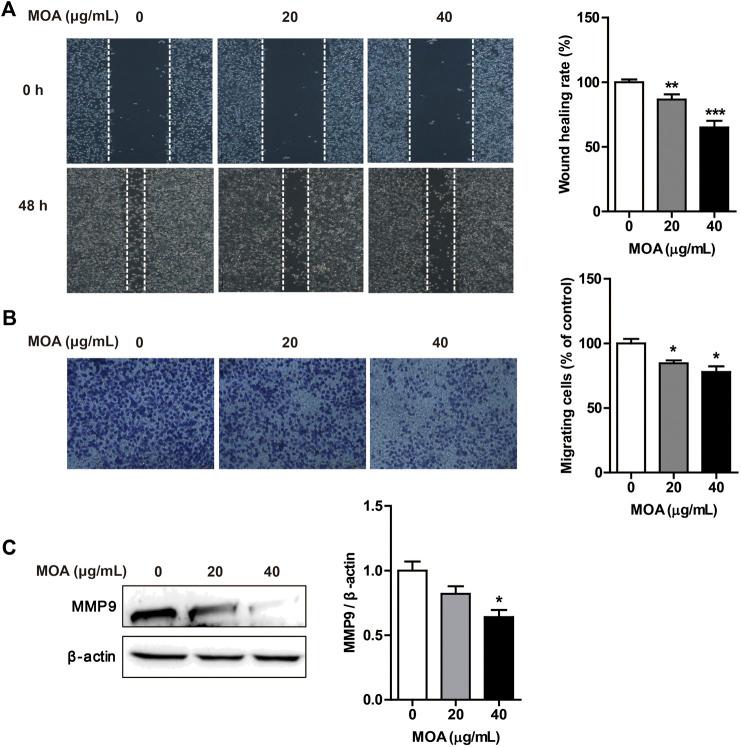 https://cdn.ncbi.nlm.nih.gov/pmc/blobs/6180/7741610/9513ed05638f/fphar-11-523962-g003.jpg