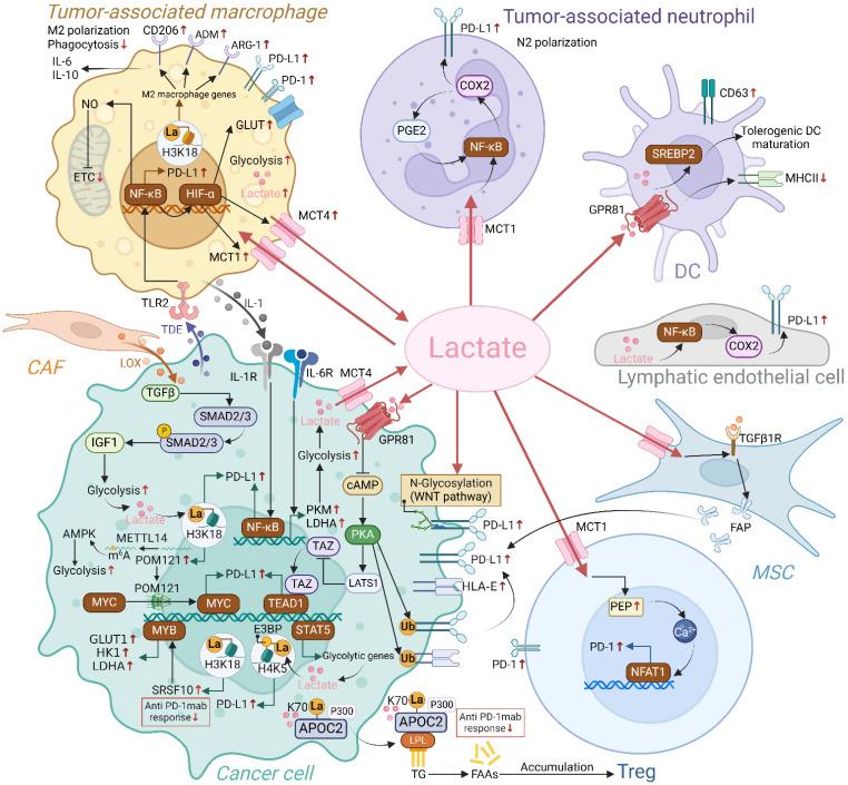 https://cdn.ncbi.nlm.nih.gov/pmc/blobs/6182/11781164/19e1c3b6e34d/ijbsv21p1202g004.jpg