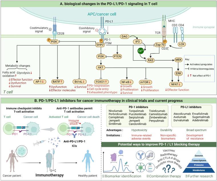https://cdn.ncbi.nlm.nih.gov/pmc/blobs/6182/11781164/ef739c97907b/ijbsv21p1202g001.jpg