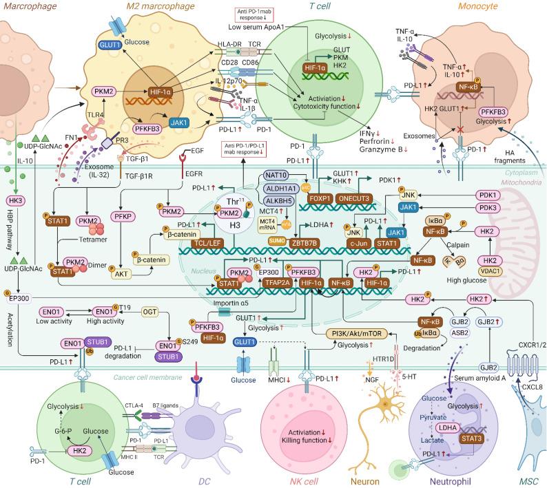 https://cdn.ncbi.nlm.nih.gov/pmc/blobs/6182/11781164/f5dc53569bf0/ijbsv21p1202g003.jpg