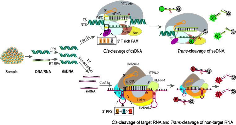 https://cdn.ncbi.nlm.nih.gov/pmc/blobs/6183/10666174/c224cea78fb2/fmed-10-1292452-g004.jpg