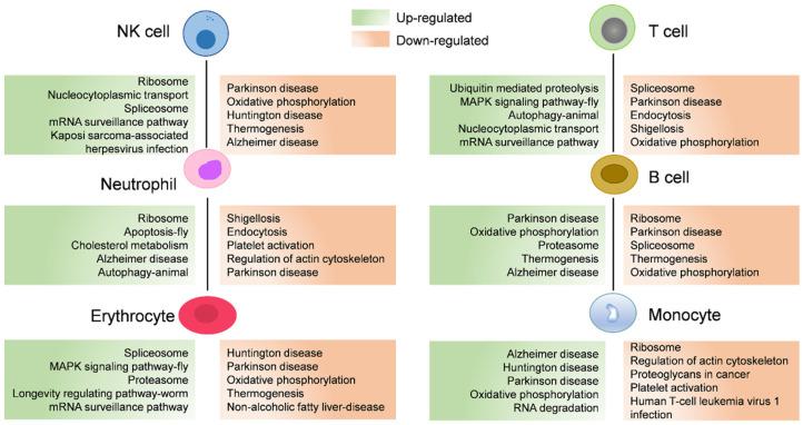 https://cdn.ncbi.nlm.nih.gov/pmc/blobs/6188/10376416/555aa860cc17/biology-12-00994-g005.jpg