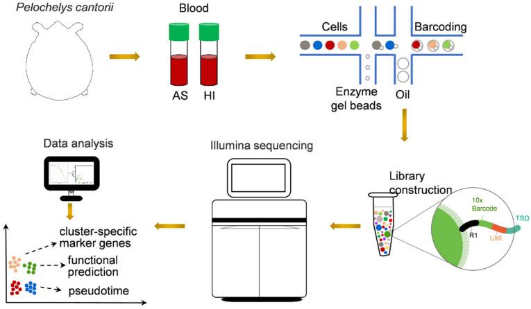 https://cdn.ncbi.nlm.nih.gov/pmc/blobs/6188/10376416/9a7a92022cf5/biology-12-00994-g001.jpg
