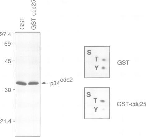https://cdn.ncbi.nlm.nih.gov/pmc/blobs/6189/453183/320e1493fd31/emboj00111-0309-a.jpg