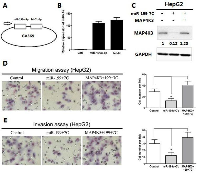 https://cdn.ncbi.nlm.nih.gov/pmc/blobs/618a/5355128/24d421446431/oncotarget-08-13666-g005.jpg