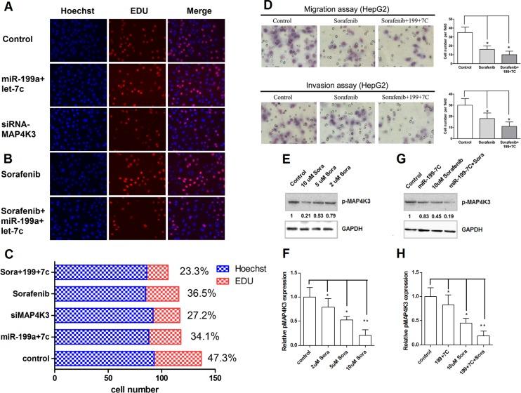 https://cdn.ncbi.nlm.nih.gov/pmc/blobs/618a/5355128/b6bb096de919/oncotarget-08-13666-g006.jpg