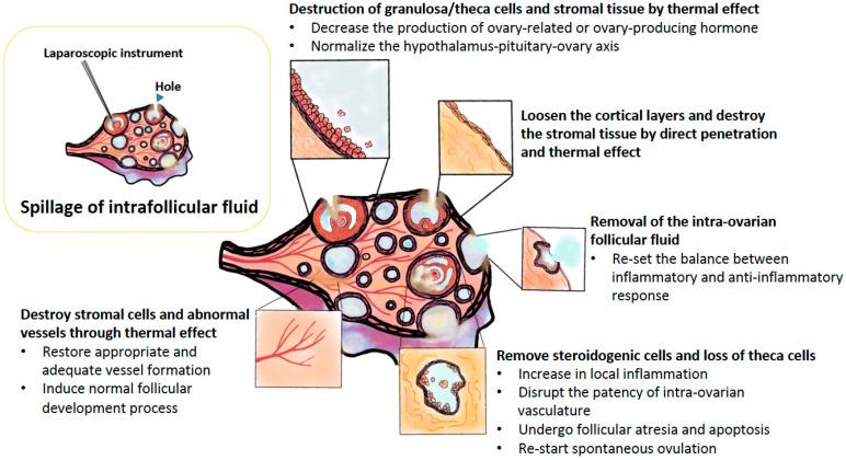 https://cdn.ncbi.nlm.nih.gov/pmc/blobs/618a/7663012/9c04d232b20f/ijms-21-08147-g003.jpg