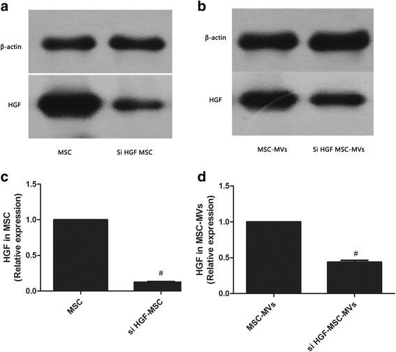 https://cdn.ncbi.nlm.nih.gov/pmc/blobs/618b/5623961/7266ea46a00a/13287_2017_662_Fig3_HTML.jpg