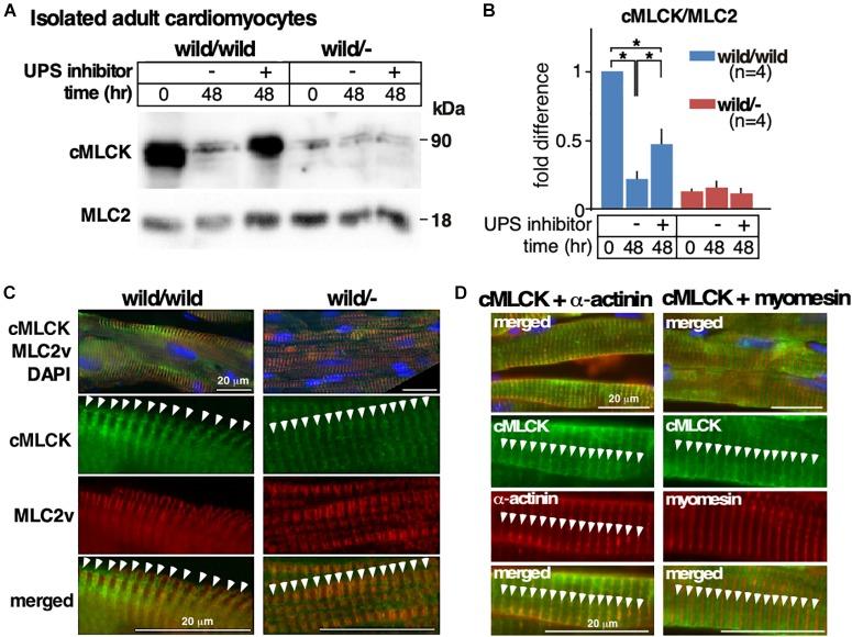 https://cdn.ncbi.nlm.nih.gov/pmc/blobs/6190/6563786/06ff2f4711d4/fphys-10-00696-g004.jpg