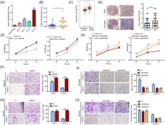 https://cdn.ncbi.nlm.nih.gov/pmc/blobs/619b/12311841/acb2c9c0c80a/CTM2-15-e70424-g001.jpg