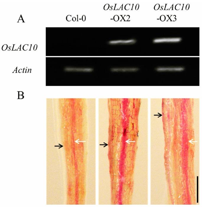 https://cdn.ncbi.nlm.nih.gov/pmc/blobs/619c/5343771/d11171f33d70/ijms-18-00209-g007.jpg