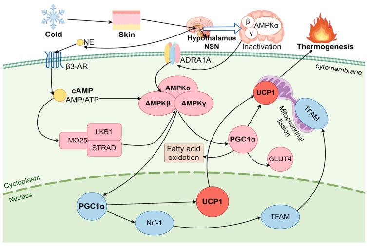 https://cdn.ncbi.nlm.nih.gov/pmc/blobs/619d/11989373/acd057b219b3/ijms-26-03233-g002.jpg
