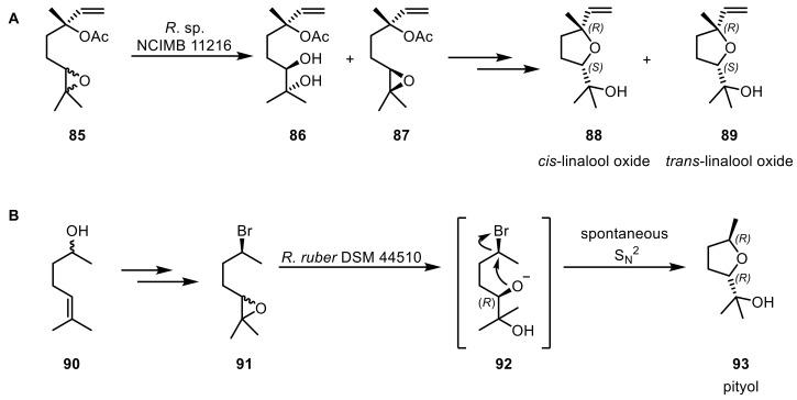 https://cdn.ncbi.nlm.nih.gov/pmc/blobs/619d/6801914/16d450044990/ijms-20-04787-sch023.jpg