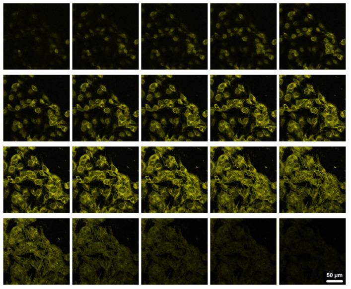 https://cdn.ncbi.nlm.nih.gov/pmc/blobs/61a2/10529957/4041c04c9bca/gels-09-00762-g009.jpg
