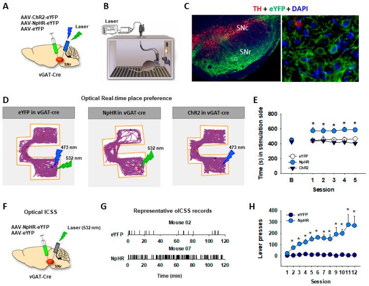 https://cdn.ncbi.nlm.nih.gov/pmc/blobs/61a2/10970671/1ea352efc152/ijms-25-03455-g004.jpg