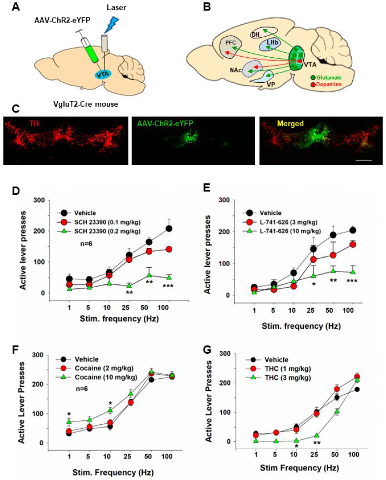 https://cdn.ncbi.nlm.nih.gov/pmc/blobs/61a2/10970671/2f7d3f090320/ijms-25-03455-g003.jpg