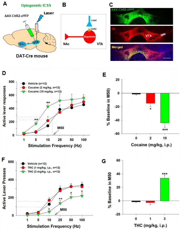 https://cdn.ncbi.nlm.nih.gov/pmc/blobs/61a2/10970671/f25b3a9f42fe/ijms-25-03455-g002.jpg