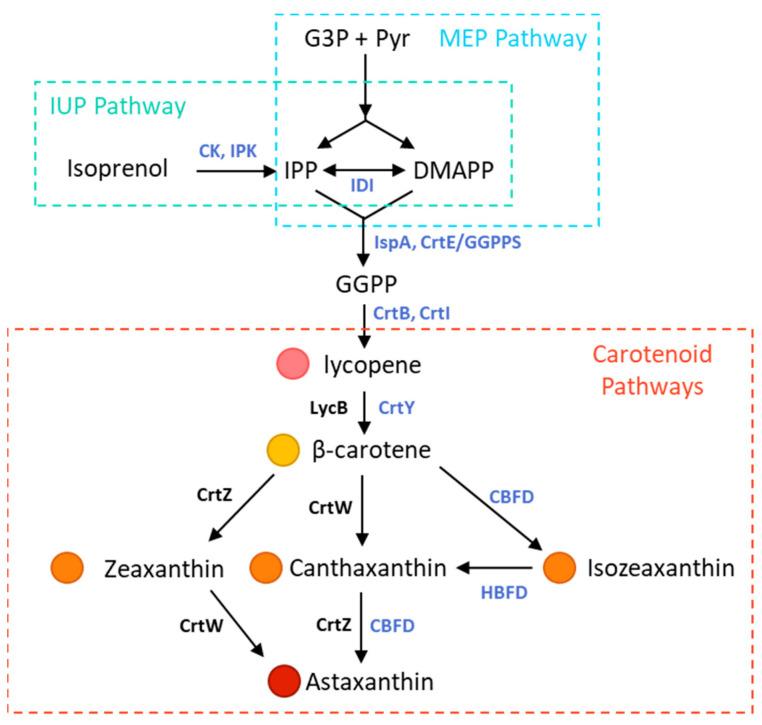 https://cdn.ncbi.nlm.nih.gov/pmc/blobs/61a9/10525928/01cc9efe8a4d/bioengineering-10-01033-g001.jpg