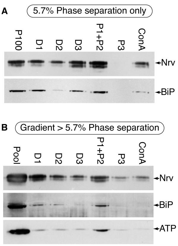 https://cdn.ncbi.nlm.nih.gov/pmc/blobs/61b0/2876126/3c9c1ac93218/1471-2164-11-302-6.jpg