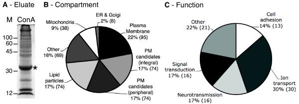 https://cdn.ncbi.nlm.nih.gov/pmc/blobs/61b0/2876126/ad66d4c70241/1471-2164-11-302-7.jpg