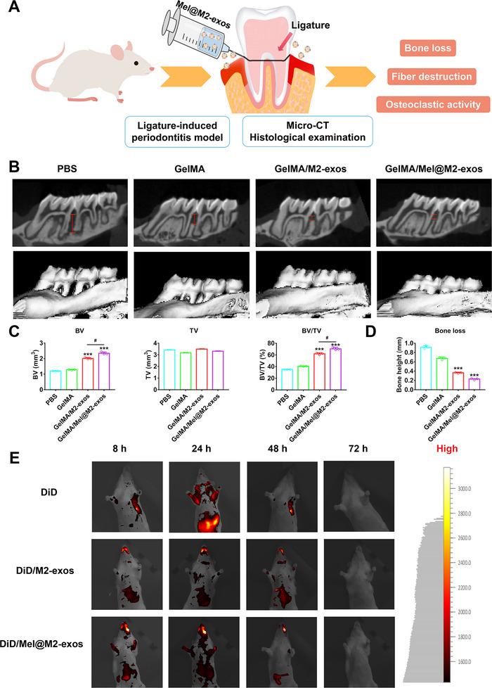 https://cdn.ncbi.nlm.nih.gov/pmc/blobs/61b3/10520618/1cb83b92c404/ADVS-10-2302029-g002.jpg