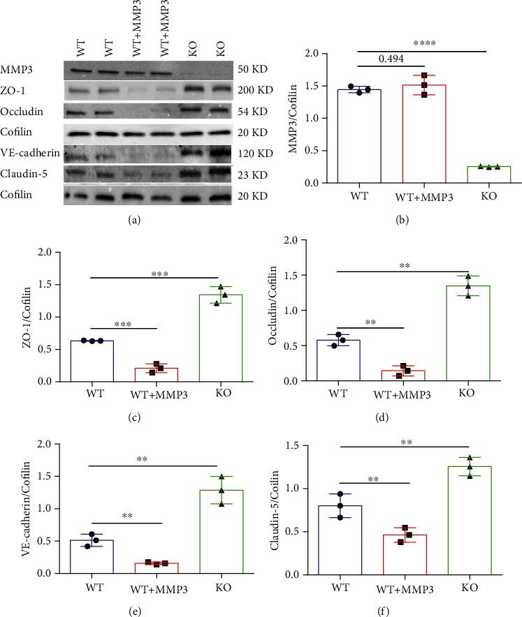 https://cdn.ncbi.nlm.nih.gov/pmc/blobs/61b3/8026308/8c95708a28b5/OMCL2021-6655122.006.jpg