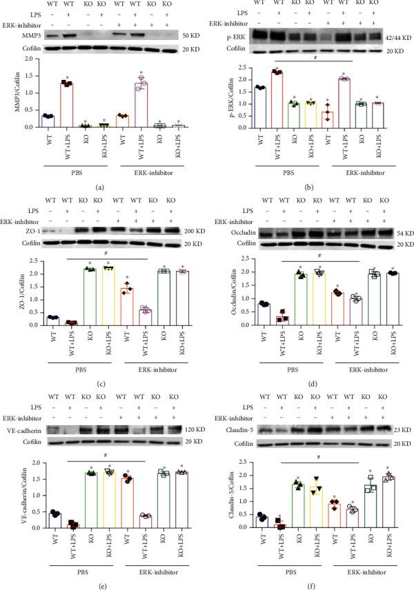 https://cdn.ncbi.nlm.nih.gov/pmc/blobs/61b3/8026308/af33f44b074e/OMCL2021-6655122.007.jpg