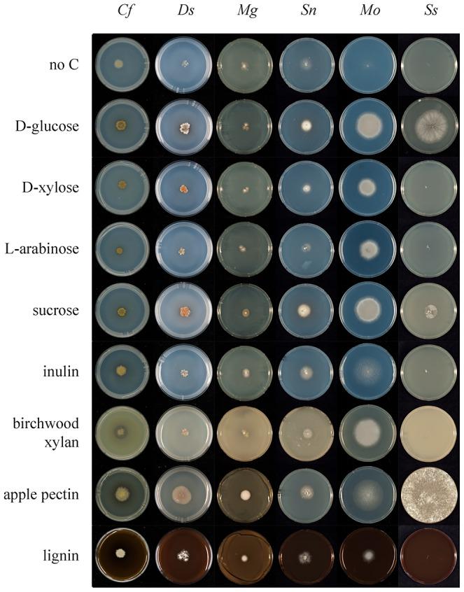 https://cdn.ncbi.nlm.nih.gov/pmc/blobs/61b4/3510045/0585618b563c/pgen.1003088.g006.jpg