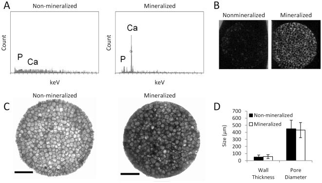 https://cdn.ncbi.nlm.nih.gov/pmc/blobs/61b5/2809751/8be5613930f2/pone.0008849.g001.jpg