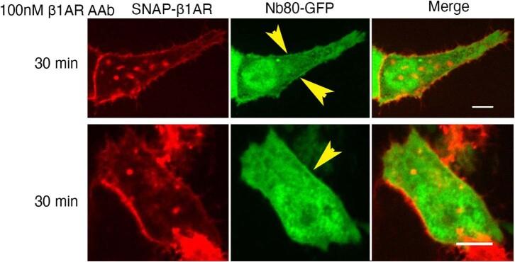 https://cdn.ncbi.nlm.nih.gov/pmc/blobs/61b8/10746541/c56d0b098e2f/41589_2023_1381_Fig14_ESM.jpg
