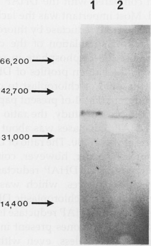 https://cdn.ncbi.nlm.nih.gov/pmc/blobs/61b9/1075558/7264e78ceca8/plntphys00709-0367-a.jpg