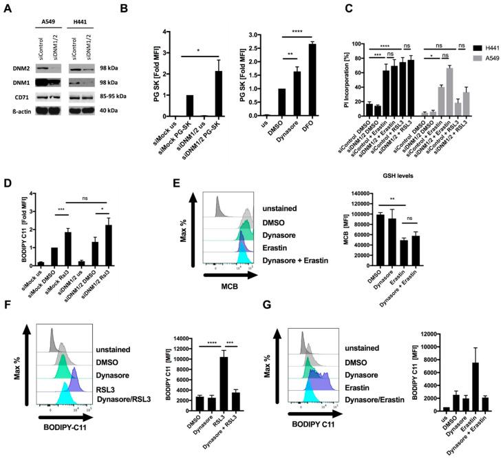 https://cdn.ncbi.nlm.nih.gov/pmc/blobs/61bf/7650611/3c5b133d247d/cells-09-02259-g002.jpg