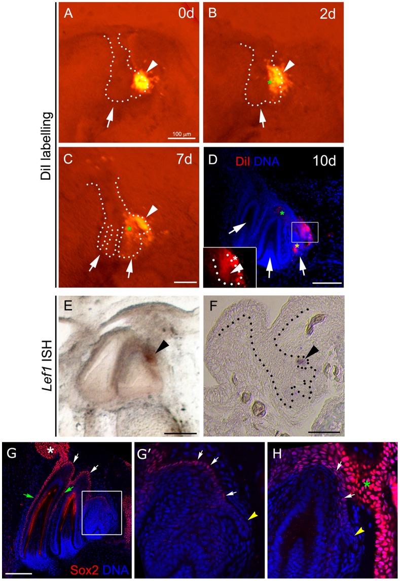 https://cdn.ncbi.nlm.nih.gov/pmc/blobs/61c0/3760860/3f605dba32ad/pone.0074484.g002.jpg