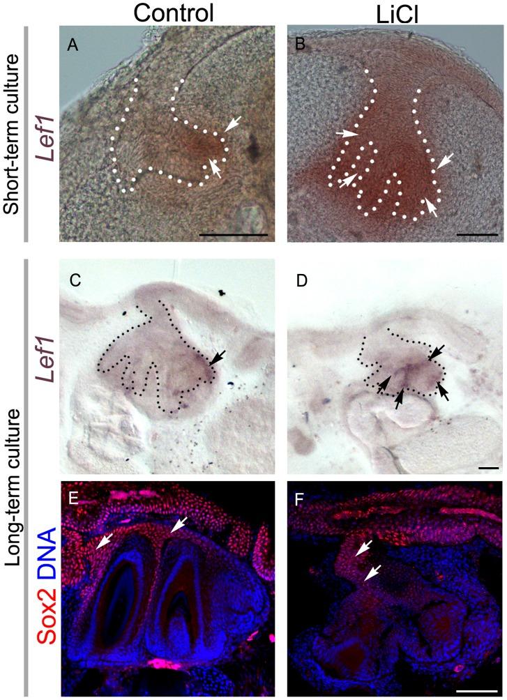 https://cdn.ncbi.nlm.nih.gov/pmc/blobs/61c0/3760860/9f0103a0262f/pone.0074484.g004.jpg