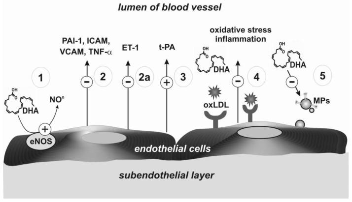 https://cdn.ncbi.nlm.nih.gov/pmc/blobs/61c1/7957531/c8cda267e000/ijms-22-02394-g003.jpg