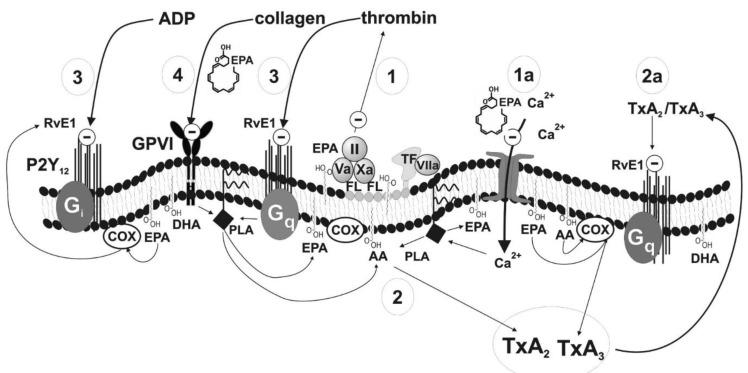 https://cdn.ncbi.nlm.nih.gov/pmc/blobs/61c1/7957531/f0acd3a51d73/ijms-22-02394-g002.jpg