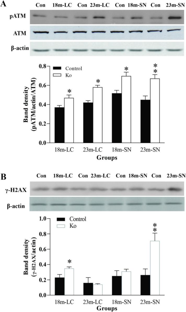 https://cdn.ncbi.nlm.nih.gov/pmc/blobs/61c1/9880594/fed27cfe6b9e/10.1177_17590914231152099-fig2.jpg