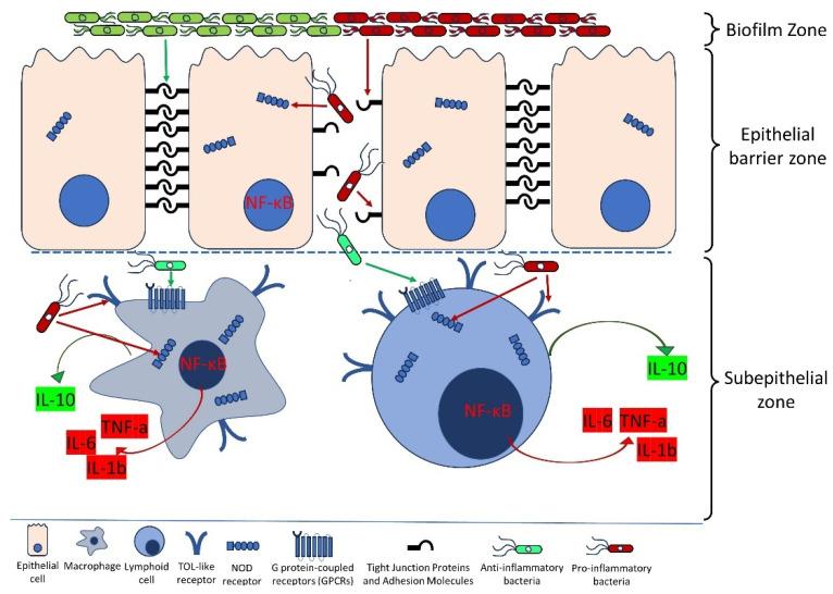 https://cdn.ncbi.nlm.nih.gov/pmc/blobs/61c3/11394638/79b54e23f68a/cells-13-01437-g001.jpg