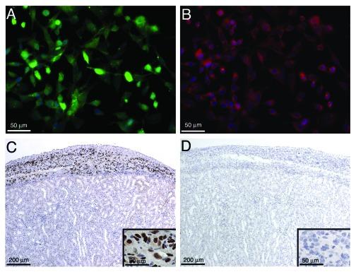 https://cdn.ncbi.nlm.nih.gov/pmc/blobs/61c7/3341243/7d8ddc7cbdcb/spmg-2-23-g4.jpg