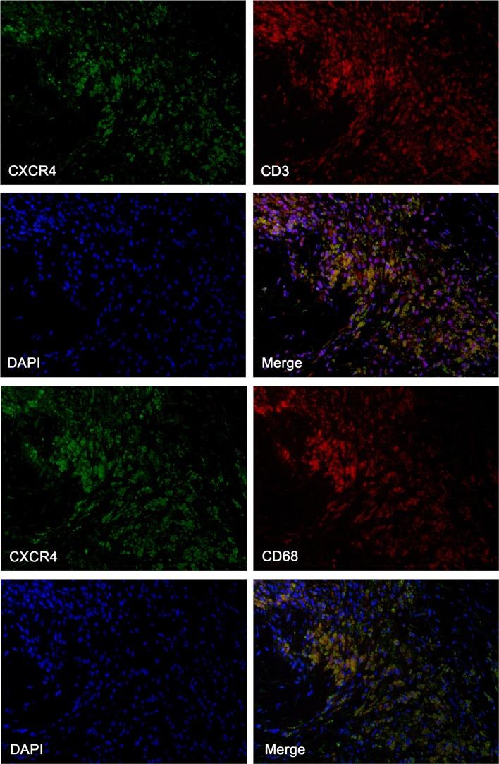 https://cdn.ncbi.nlm.nih.gov/pmc/blobs/61cb/6584241/2b1705cbbe1d/259_2019_4322_Fig5_HTML.jpg