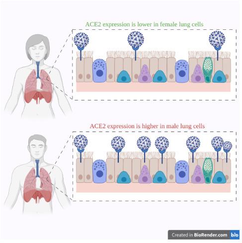 https://cdn.ncbi.nlm.nih.gov/pmc/blobs/61cb/8573834/528167290a5b/turkjbio-45-404-fig003.jpg
