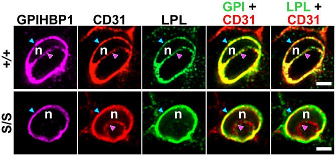 https://cdn.ncbi.nlm.nih.gov/pmc/blobs/61ce/9457329/4a01e6d1f4a4/pnas.2211136119fig06.jpg