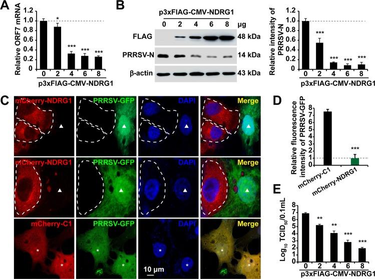 https://cdn.ncbi.nlm.nih.gov/pmc/blobs/61d4/6694807/34ae054f50b9/JVI.00526-19-f0004.jpg