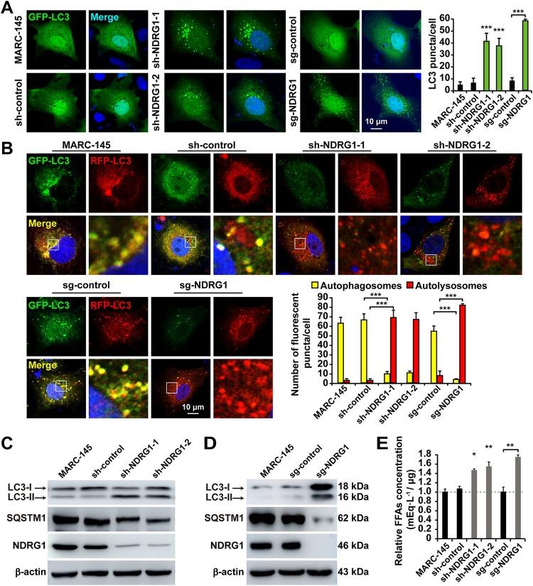 https://cdn.ncbi.nlm.nih.gov/pmc/blobs/61d4/6694807/4ebdcc1fb03f/JVI.00526-19-f0007.jpg