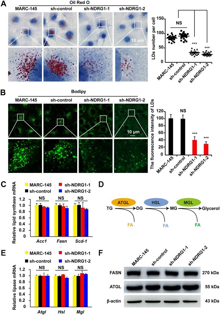 https://cdn.ncbi.nlm.nih.gov/pmc/blobs/61d4/6694807/7713e3187612/JVI.00526-19-f0006.jpg