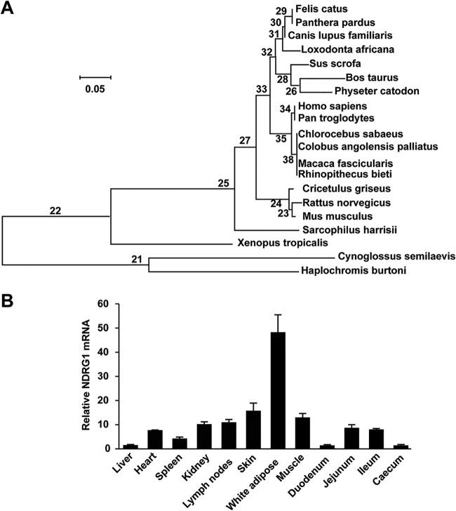 https://cdn.ncbi.nlm.nih.gov/pmc/blobs/61d4/6694807/8841528f9094/JVI.00526-19-f0001.jpg