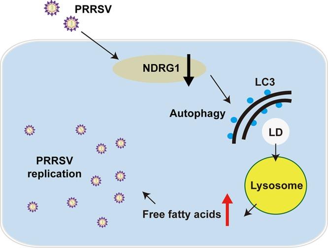https://cdn.ncbi.nlm.nih.gov/pmc/blobs/61d4/6694807/b10bb228accf/JVI.00526-19-f0009.jpg
