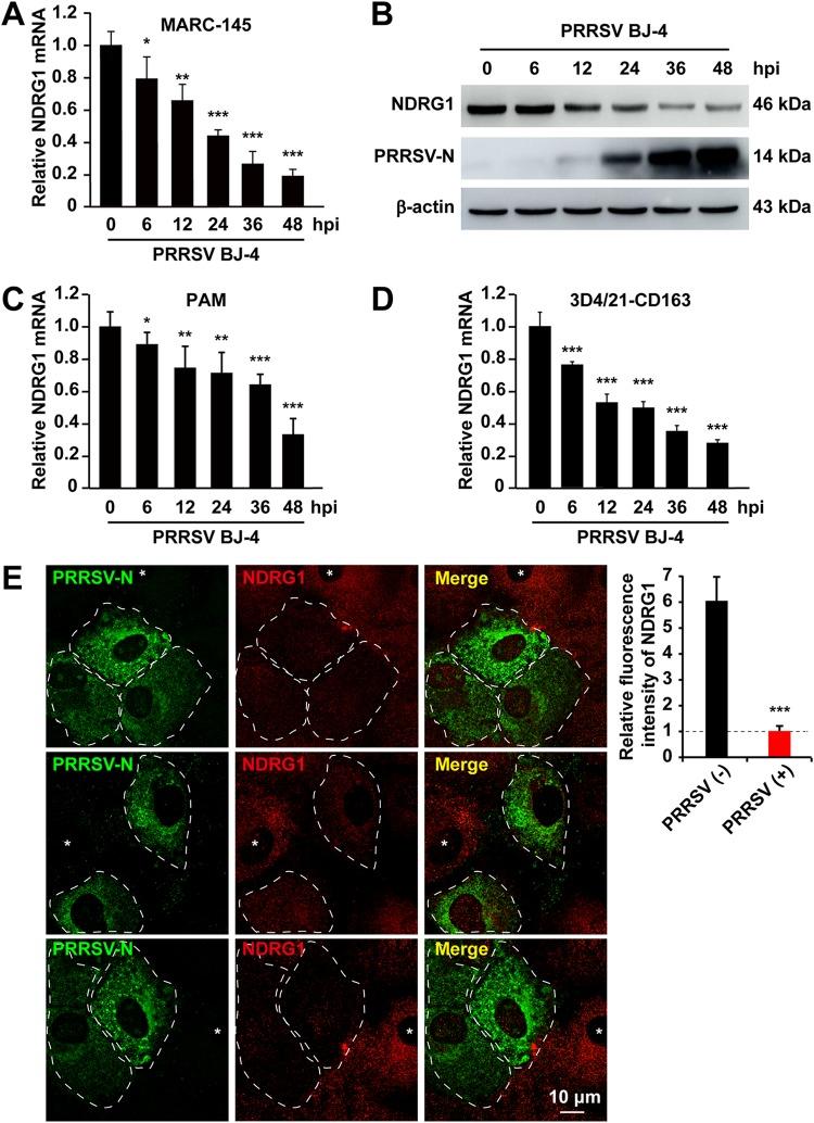 https://cdn.ncbi.nlm.nih.gov/pmc/blobs/61d4/6694807/f1ded73a947b/JVI.00526-19-f0002.jpg