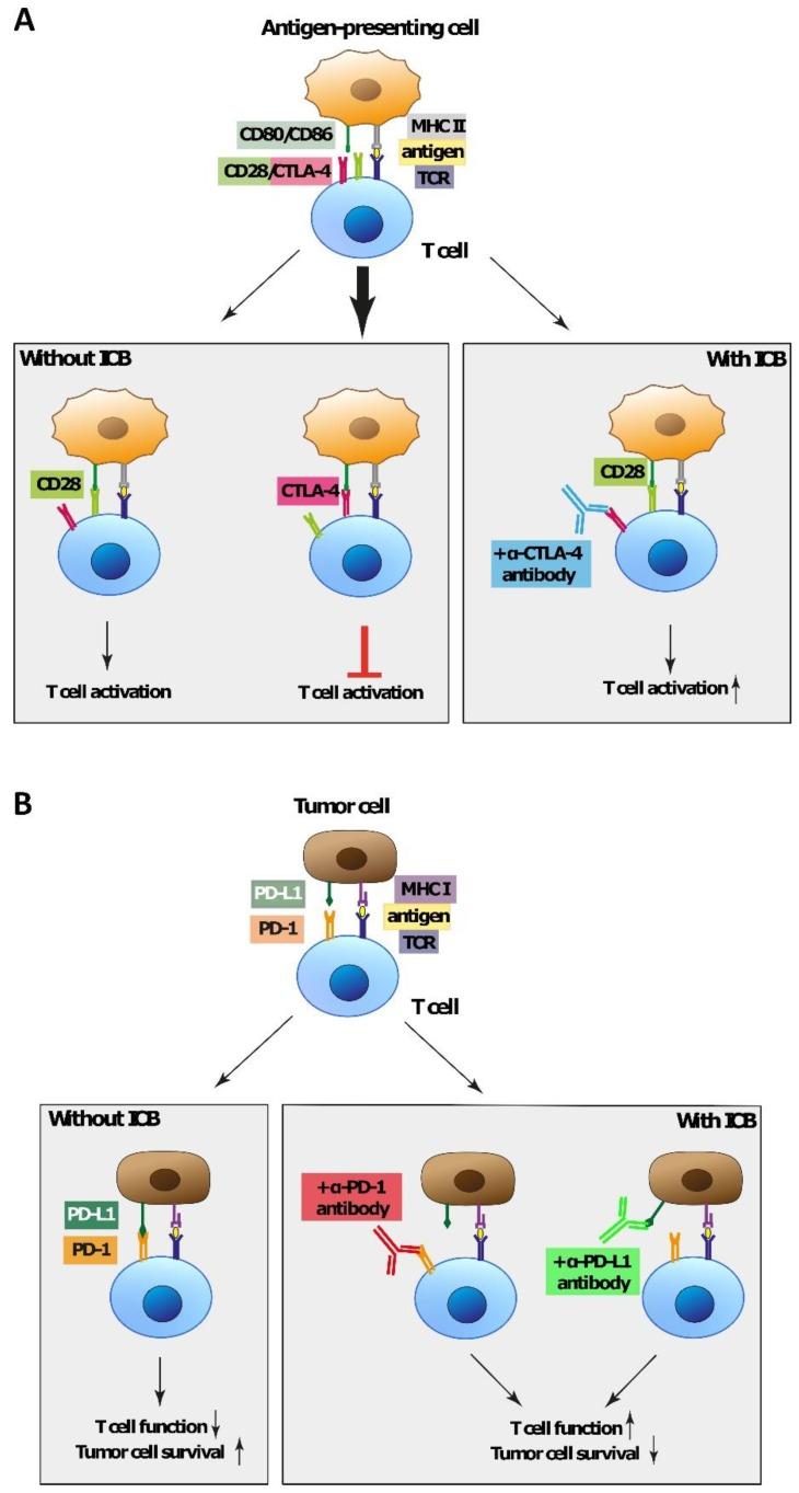 https://cdn.ncbi.nlm.nih.gov/pmc/blobs/61d5/7037664/3e100d73f2a9/ijms-21-00879-g001.jpg